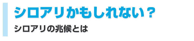 シロアリかもしれない？ そのような時シロアリの兆候とは