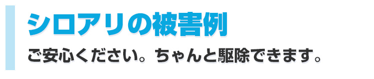 シロアリの被害例ご安心ください。ちゃんと駆除できます。