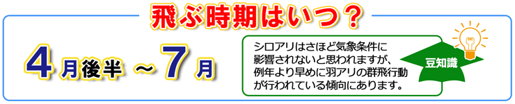 羽アリが飛ぶ時期はいつ？