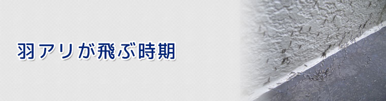 羽アリが飛ぶ時期