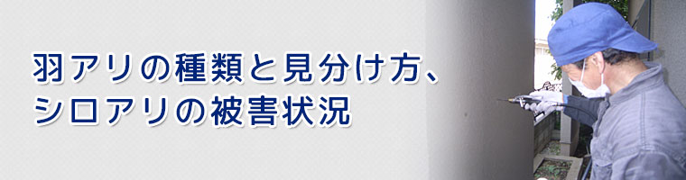 羽アリの種類と見分け方、シロアリの被害状況