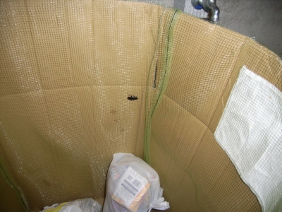 マンションのゴミ集積所にいたクロゴキブリ