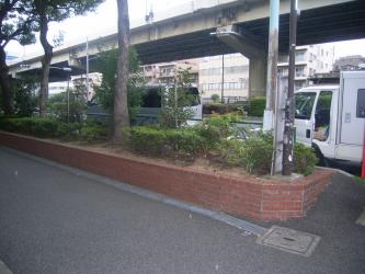 街路樹の切株