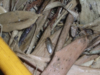 栃木の屋外生息型ゴキブリ